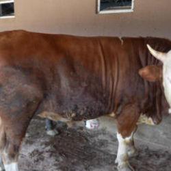 Çiftliğin gözdesi 1 ton 300 kiloluk tosun oldu