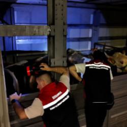 Kurbanlıklar İstanbul'a giriş yaptı: 81 ilden 60 bin kurbanlık getirildi