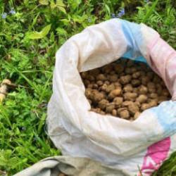 Topladığı 40 kilo salep yumrusunun sevinci kursağında kaldı 