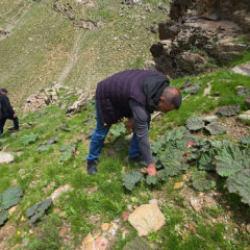 Dağ bayır toplamak için yürüyorlar: Kilogramı 750 TL'den 200 TL'ye düştü 