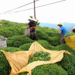  Karadeniz Bölgesi'nde günlük çay yevmiyesi belli oldu 