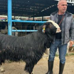 Bursa'da 120 kilogramlık keçinin fiyatını duyan kulaklarına inanamadı 