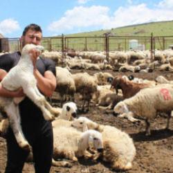 Köyüne döndü, 100 koyunu bin 300 çıkardı! Kimse başarısının süresine inanamıyor 