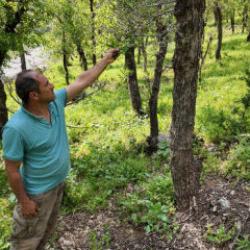 Şırnak'ta tedirgin eden manzara! İstila ettiler: Ağaçlar tek tek kuruyor 