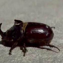 Malatya'da görüldü! Dünyanın en güçlü böceği olarak biliniyor 