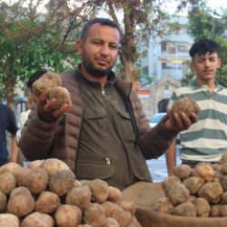 Gören patates sanıyor! Kilogramı 2 bin TL'ye dayandı 