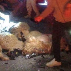 Van'da besiciyi perişan eden kaza: 17 koyun telef oldu
