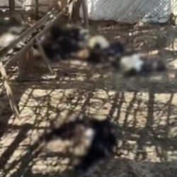 Siirt'te başıboş köpek dehşeti! 26 keçi telef oldu: Besici tüm emeğini çukura gömdü