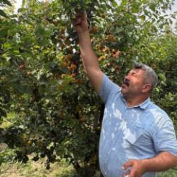 Ziraat mühendisinin tavsiyesiyle 7 yıl önce dikti! 6 yıldır dalları kıracak hasat alıyor 