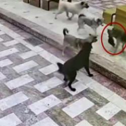Hatay'da başıboş köpek dehşeti! İzleyenin yüreği acıdı