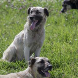 Sokak köpekleri için düğmeye basıldı! Bakan Çiftçi'den talimat: Tüm Türkiye'de uygulanacak