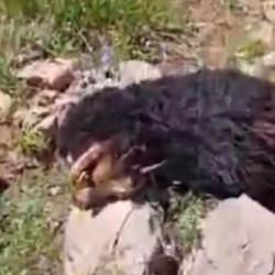 Hakkari'de canavar saldırısı! Köylüler seferber oldu: Zayiat büyük 