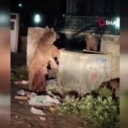 Vatandaş ayılara yanık yanık türkü söyledi! İşte viral olan anlar 