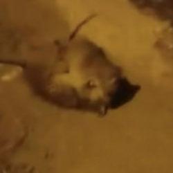 Vatandaş öyle bir görüntü kaydetti ki! Tekrar tekrar oynatıldı 