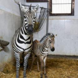 Bursa Hayvanat Bahçesi’ndeki zebra sayısında artış var 
