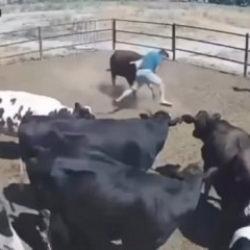 Besici ölümle burun buruna geldi! Kızgın boğanın saldırı anı kamerada 