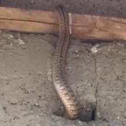 Yılanlı ev kâbusu! İstila ettiler... Geceleri uyumak haram oldu 