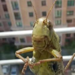 Dev çekirgeler Türkiye'de panik yarattı! İnsanı ısırır mı, nasıl korunmalı?