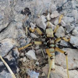 Adıyaman'da görüntülendi! Boyu 15 santimetre 