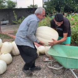 Hobi amaçlı ekti hasada kendisi bile inanamadı! 3 kökten 1 ton ürün aldı 