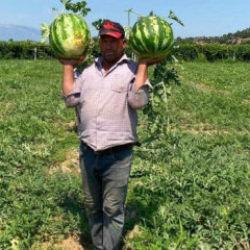 Alın terini zayi etmedi! Çiftçi, bir yıllık hasadını böyle kurtardı 