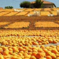 Malatya’da kayısı bereketi: Üreticinin yüzü bu yıl gülüyor!
