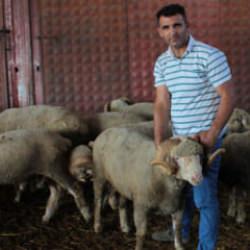Balıkesir'de 1 milyon 110 bin TL'ye satılan damızlık koçun üçüz yavrusu oldu