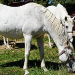 Büyükada'da kullanımı yasaklanan atların akıbeti belli oldu