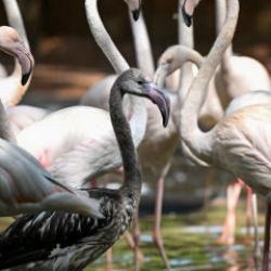 Gaziantep'teki Flamingo Adası büyüyor: Sayıları 52'ye ulaştı