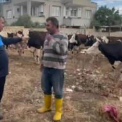 Besicinin aldığı önlem işe yaradı! Gaziantep'te kaybolan 17 büyükbaş bulundu