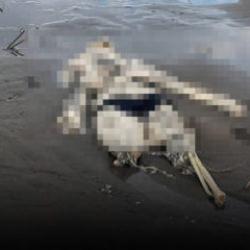 Samsun'da tüyler ürperten olay! Kıyıya insan iskeleti vurdu
