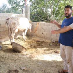 Hatay'da bölge karantinaya alındı! Ağzından köpük gelen hayvanlar telef oldu