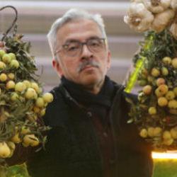 Sivas'ta 2 yılda bir hasat edilen ilginç meyve tüketilmeden önce çürümeye bırakılıyor 
