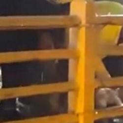 Yalova'da sağanak! Yağmurun durması için kurban kestiler