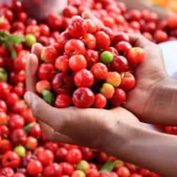 Limonu ezdi geçti, 60 kat daha vitaminli! Ona 'yeşil altın' deniyor
