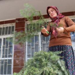 Ormanlardan izinle toplanıyor! Burdur'da üretip Avrupa'ya ihraç ediliyor
