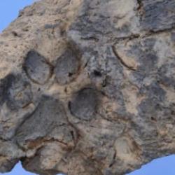 Höyük'te 4 bin yıllık pati izi bulundu