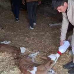 Samsun'da başıboş köpekler ahırdaki 12 buzağı ile 1 oğlağı boğarak öldürdü 