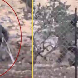 Filistinli yaşlı adama İsrail işkencesi: Bacağım yok!