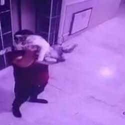 Konya’da hamile kediyi yere fırlatan kişi gözaltına alındı