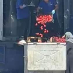 Zincir markette kasalar dolusu domatesi çöpe döktüler! O anlar tepki çekti
