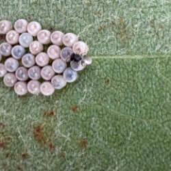 Gürcistan üzerinden Türkiye’ye geldi! İstanbullunun son kabusu oldu, hızla yayılıyor