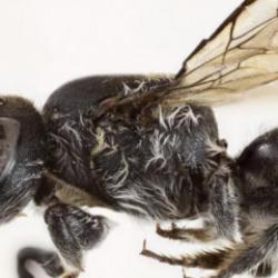 Avustralya’da şeytan boynuzlu yeni arı türü keşfedildi