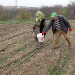 Emekli olunca boşluğa düştü: Deneme ekimi yaptı! Kilosunu 2,500 TL’den satıyor 