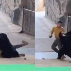 Çin'de korku dolu anlar: Kara ayı bakıcısına saldırdı