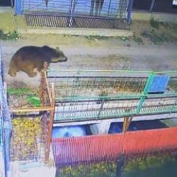 Değişen mevsim nedeniyle ayılar hala uyanık