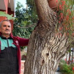 Osmaniye'de ilginç hadise: Dut ağacından incir yetişti