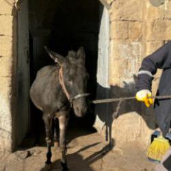 Mardin'in "kadrolu eşeklerinden" haber var: Emekliliklerinin önü açılıyor
