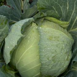 Beyaz lahana hasadı başladı: Market fiyatı tarla fiyatının d&ouml;rt katı 