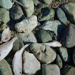 Sahile vuran balıkların &ouml;l&uuml;m nedeni kirlilik değil! İşte &uuml;zerinde durulan ihtimal